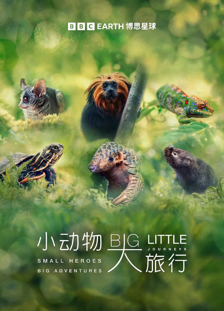 小动物 大旅行 第一季